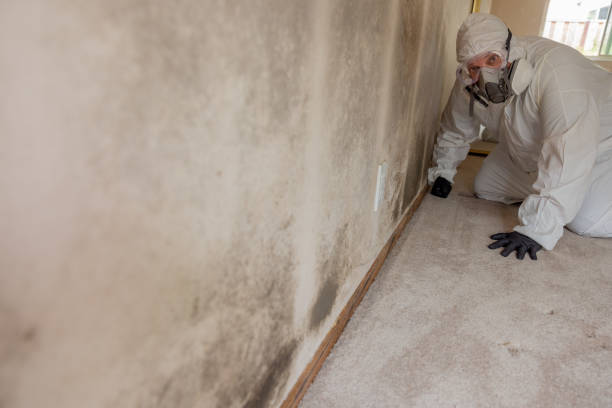Best Attic Mold Removal  in Wadsworth, OH